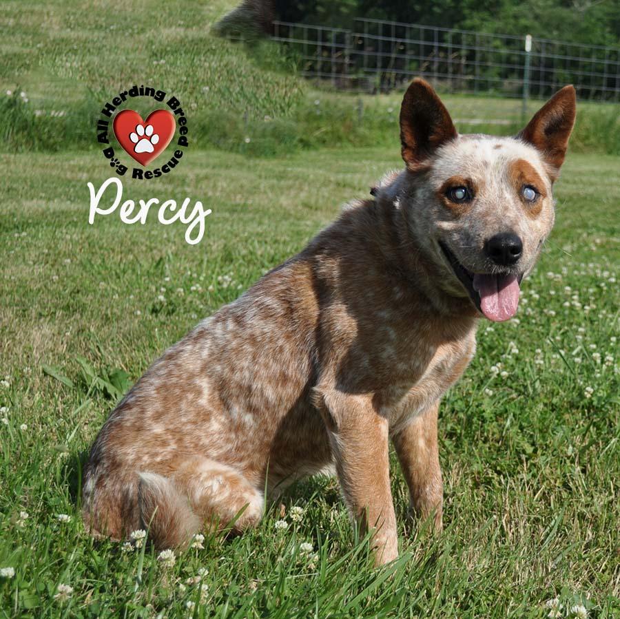 Percy photo 2