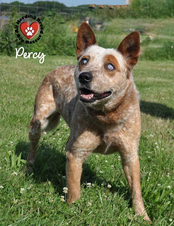 Percy photo 3