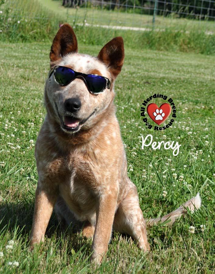 Percy, Adult Male Cattle Dog