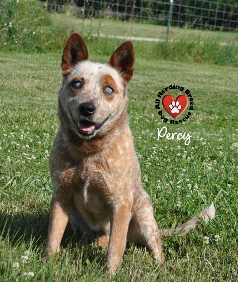 Percy photo 4