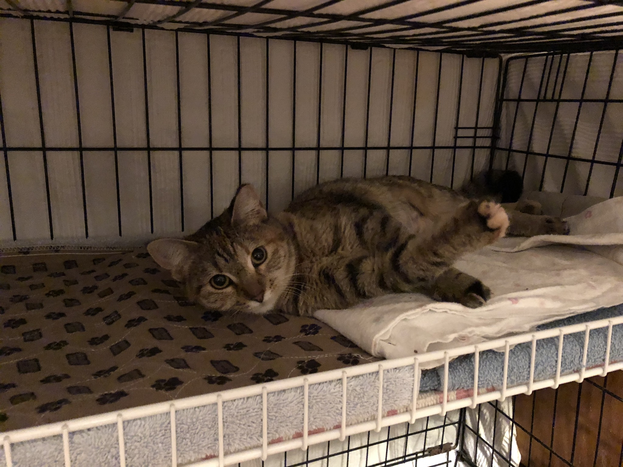 Vera, a Adoptable mixed breed image 1/9