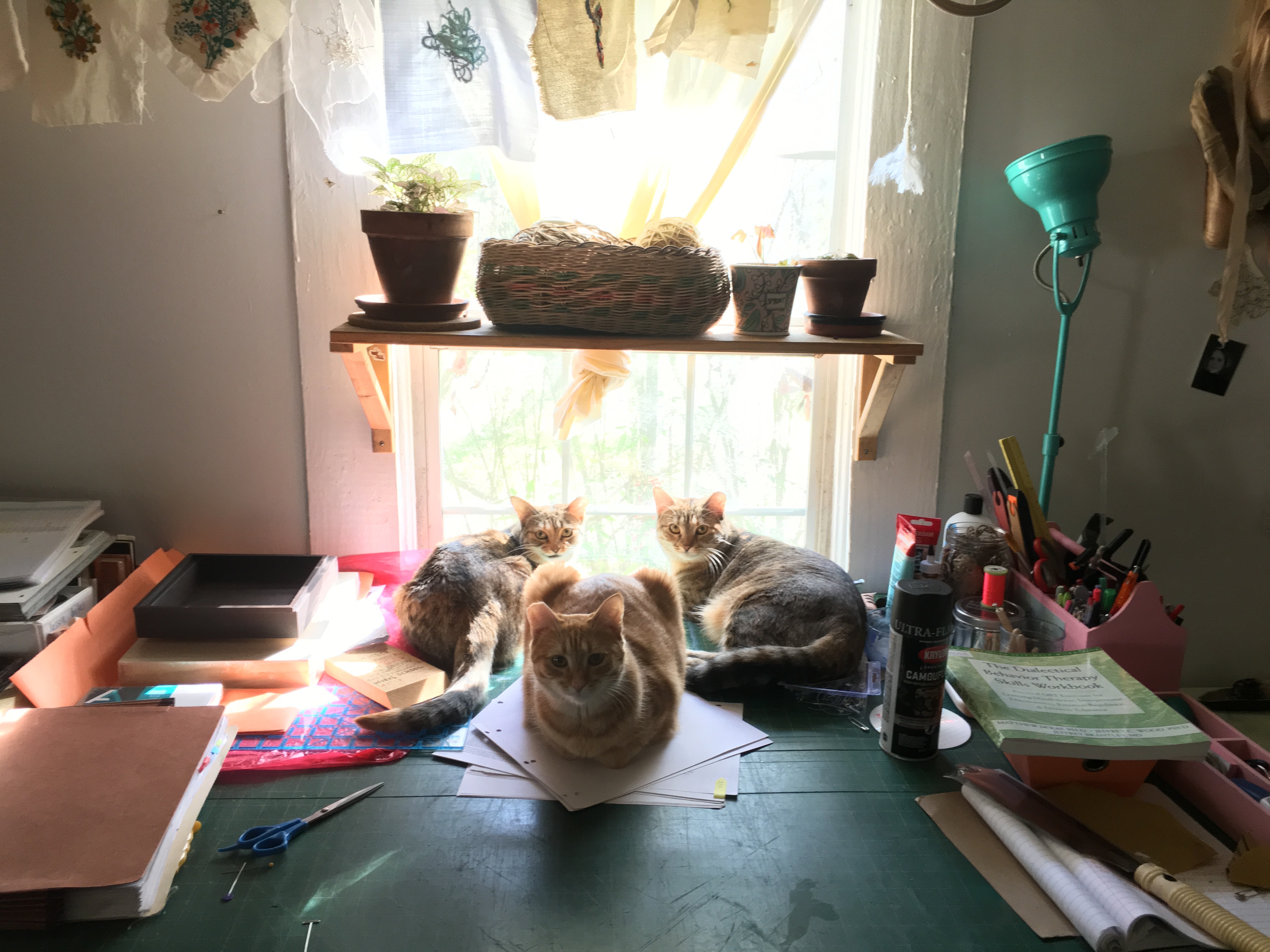 Vera, a Adoptable mixed breed image 2/9