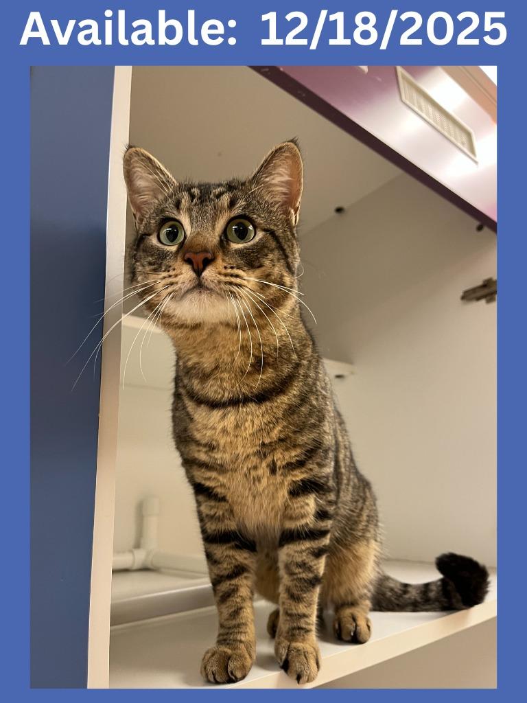 Cat Condo #17, Adoptable, Adult Male Domestic Short Hair & Mixed Breed.