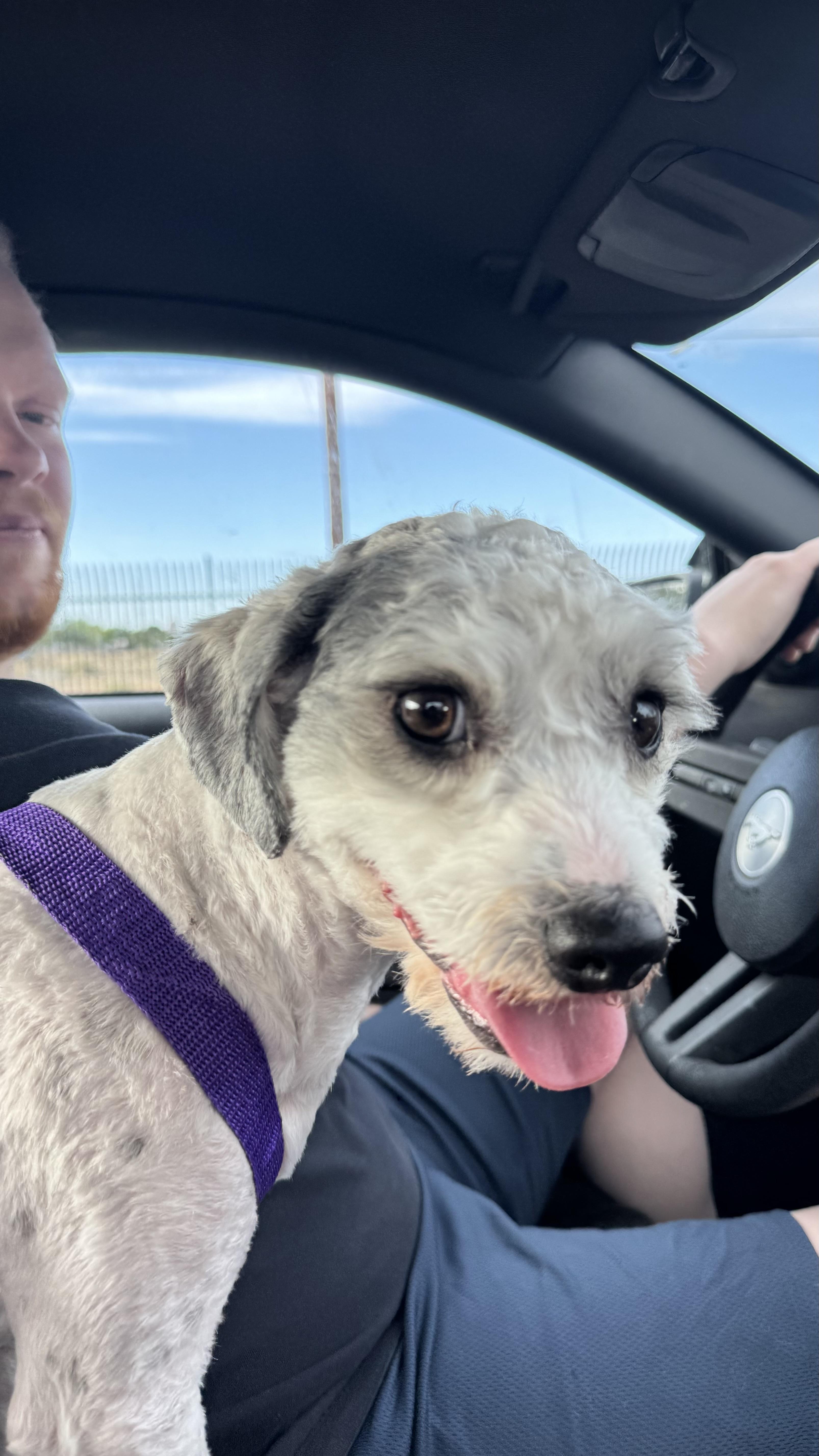 Grimace , an adopted mixed breed in Rio Rancho, NM image 2/4