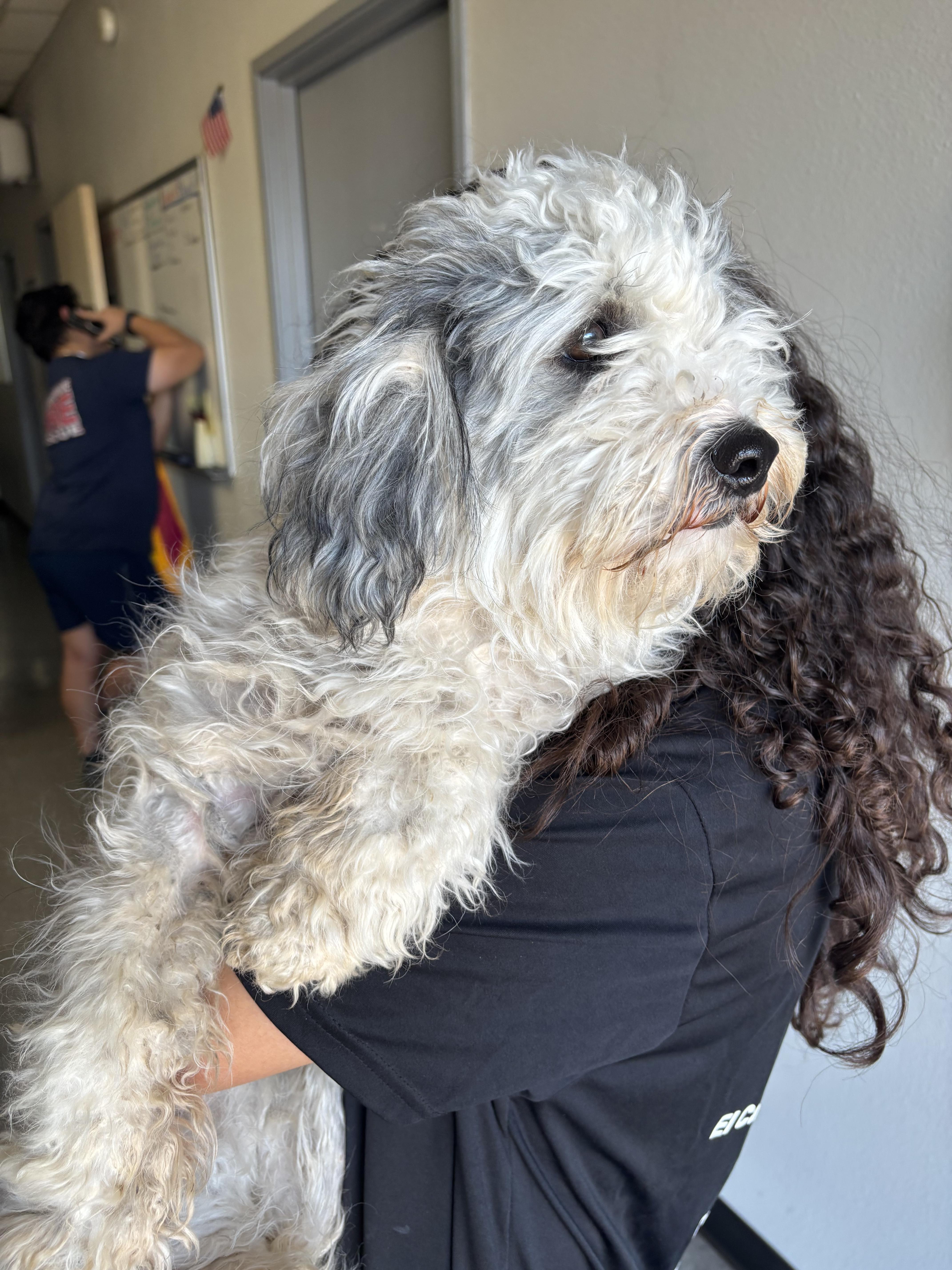 Grimace , an adopted mixed breed in Rio Rancho, NM image 4/4