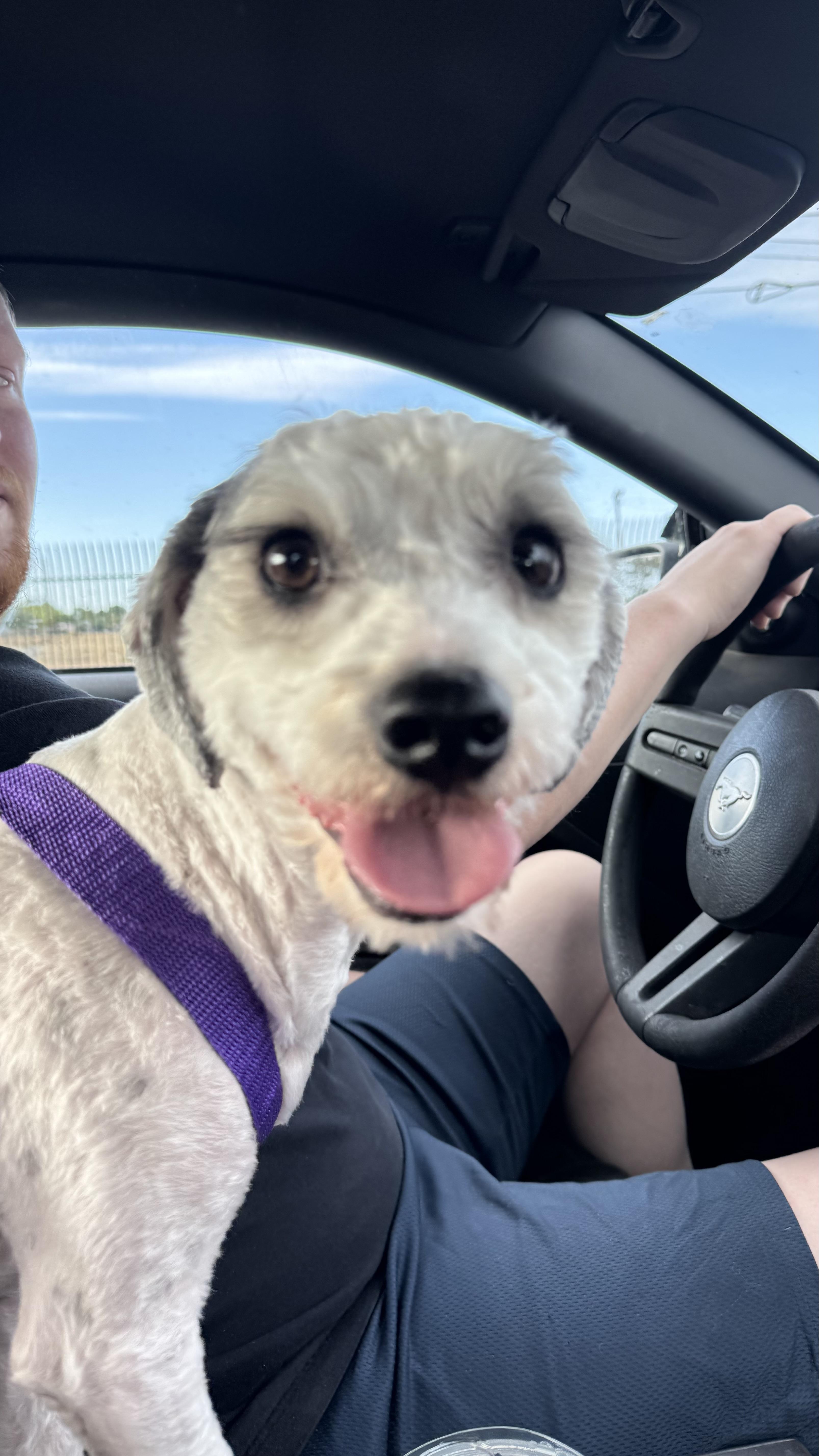 Grimace , adopted, Adult Male Miniature Poodle.