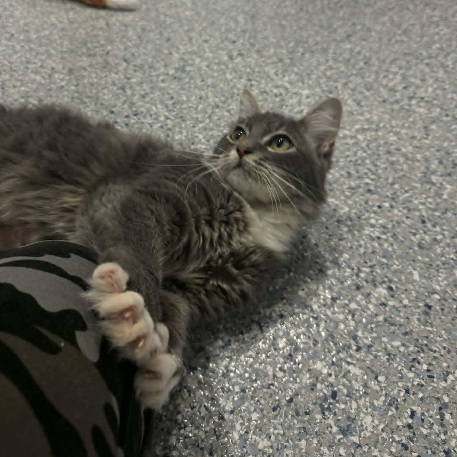 Tobi, an adopted Domestic Medium Hair in Danbury, CT image 3/4