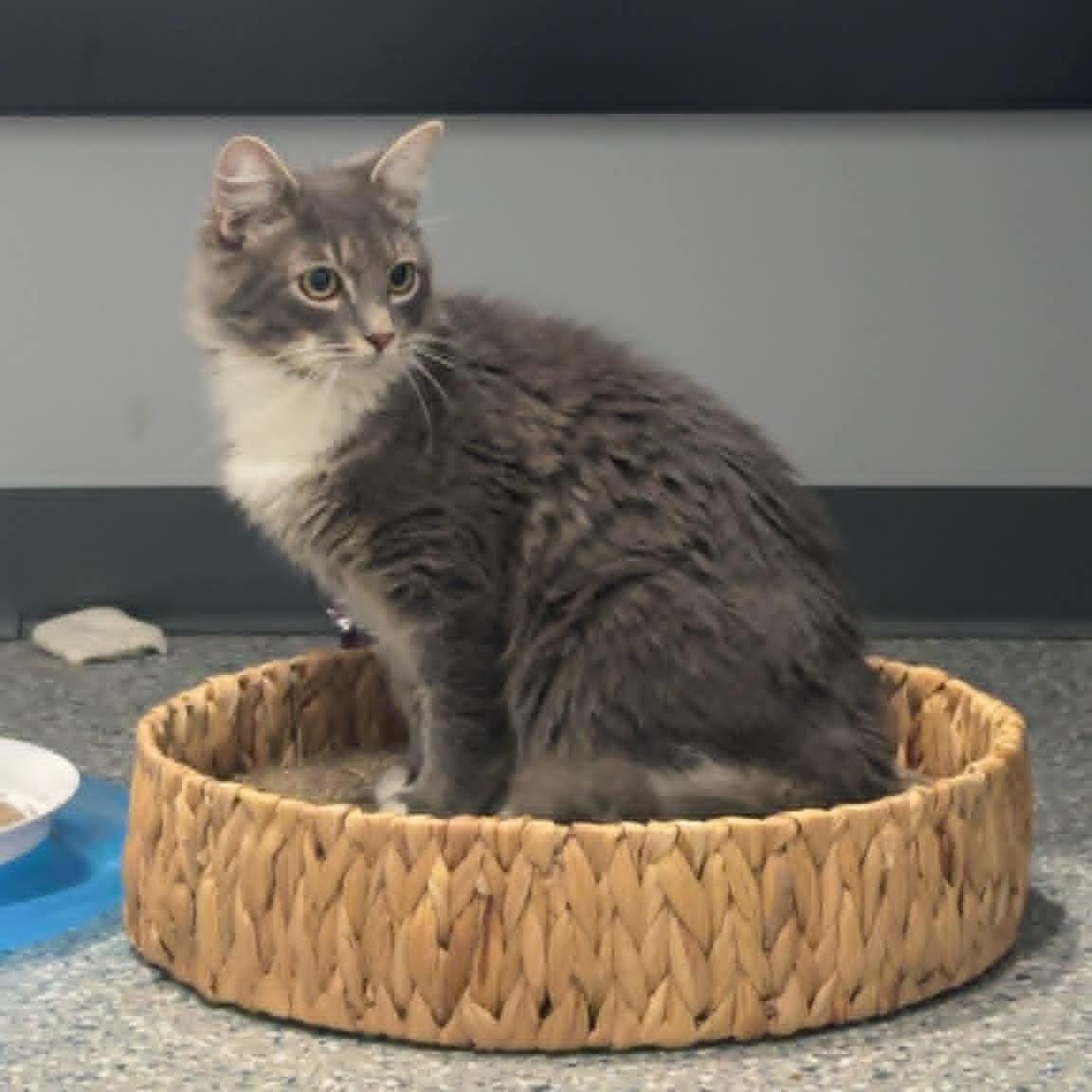 Tobi, an adopted Domestic Medium Hair in Danbury, CT image 2/4