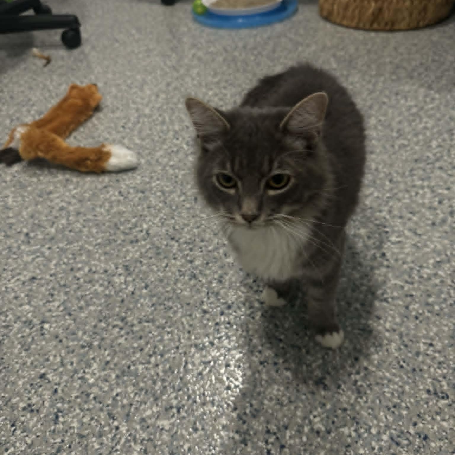 Tobi, an adopted Domestic Medium Hair in Danbury, CT image 4/4