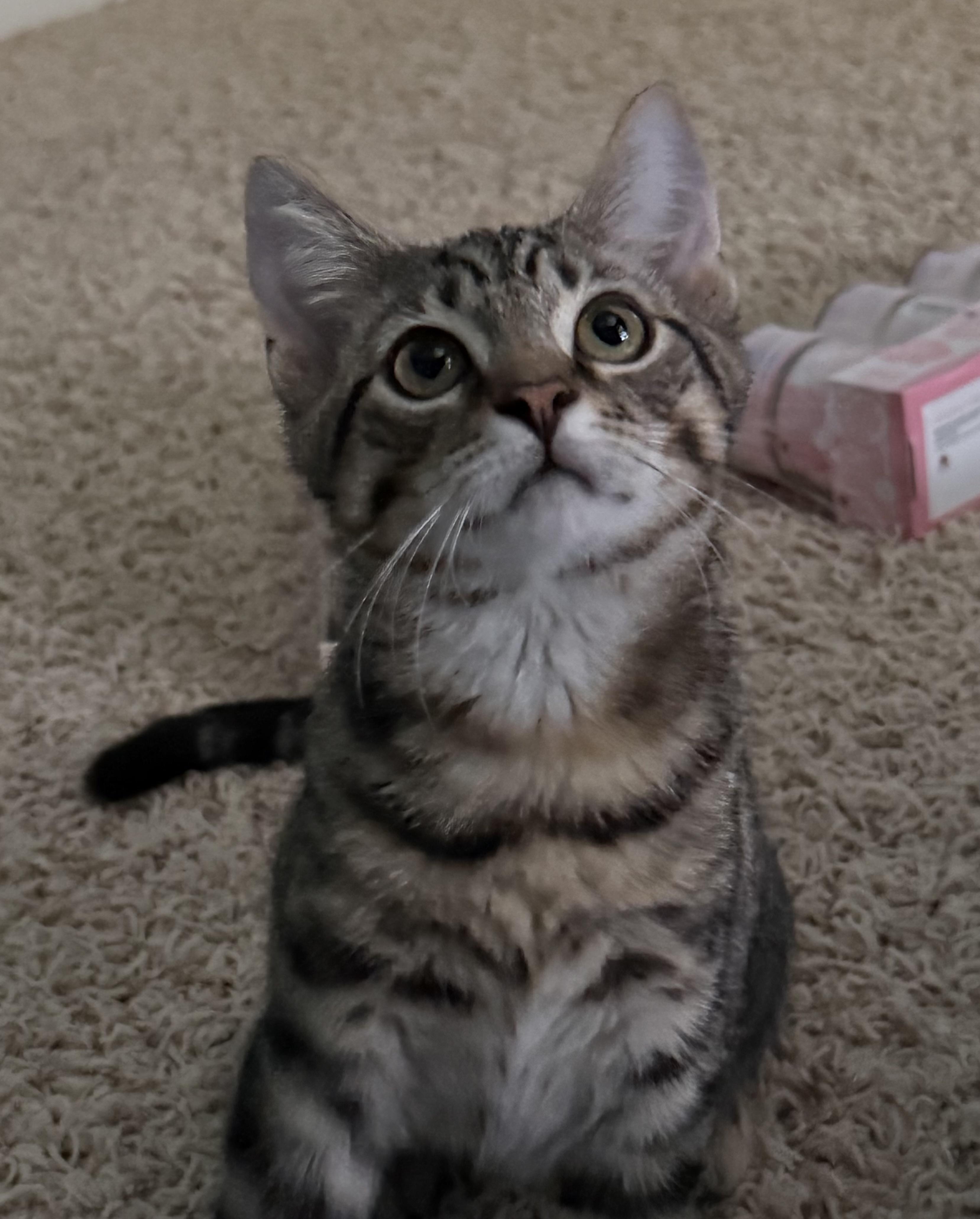 Comet, ADOPTABLE, Kitten Male Tabby.