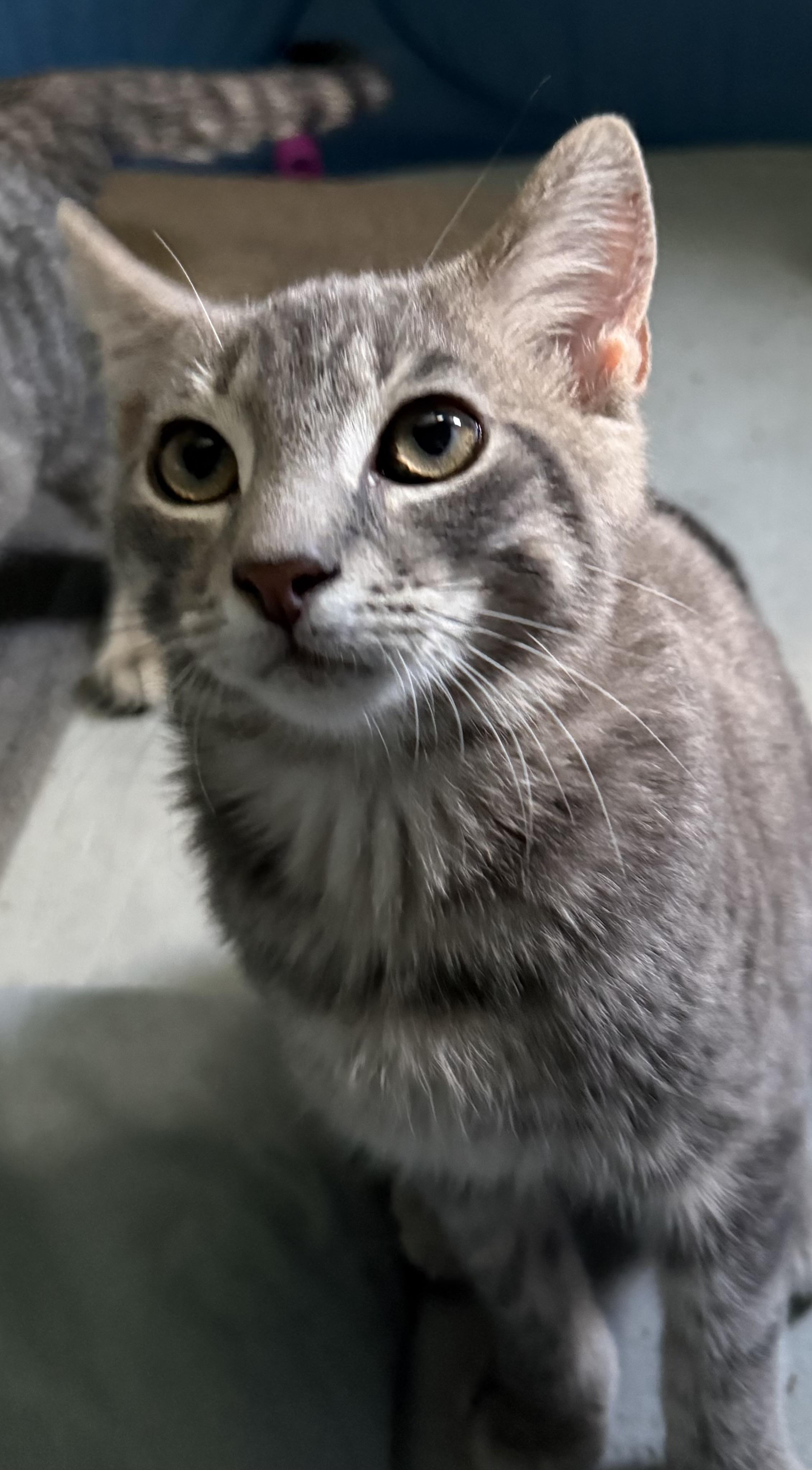 Comet, a ADOPTABLE Tabby in CANONSBURG, PA image 2/3