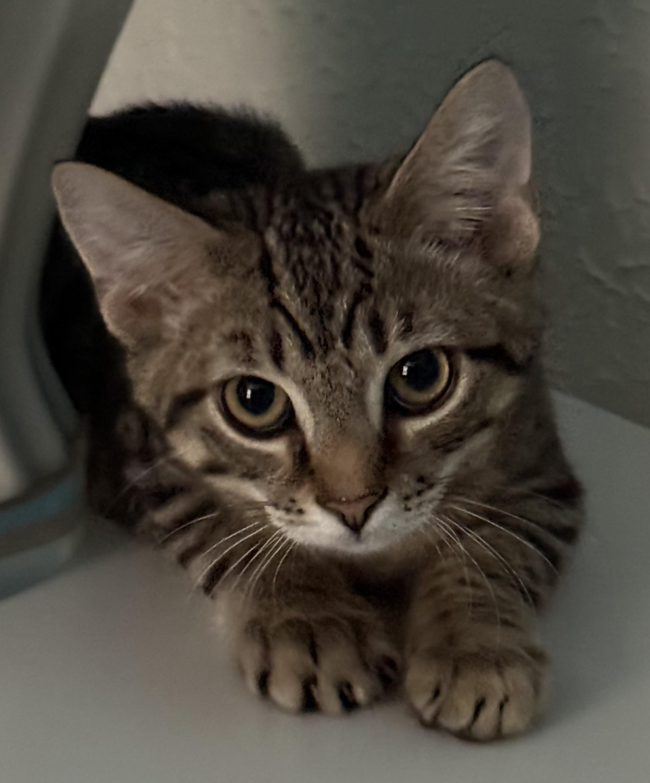 Comet, a ADOPTABLE Tabby in CANONSBURG, PA image 3/3
