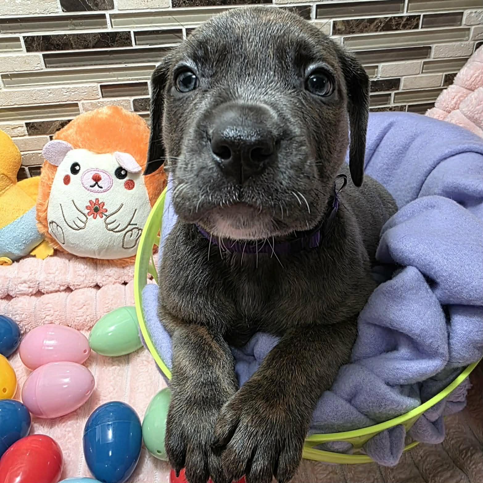 Dante, Adoptable, Puppy Male Cane Corso & Pit Bull Terrier.