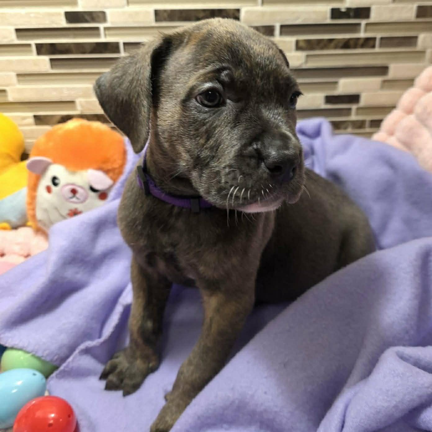 Enlarge Dante, a Adoptable mixed breed in Bryan, TX image 4/4