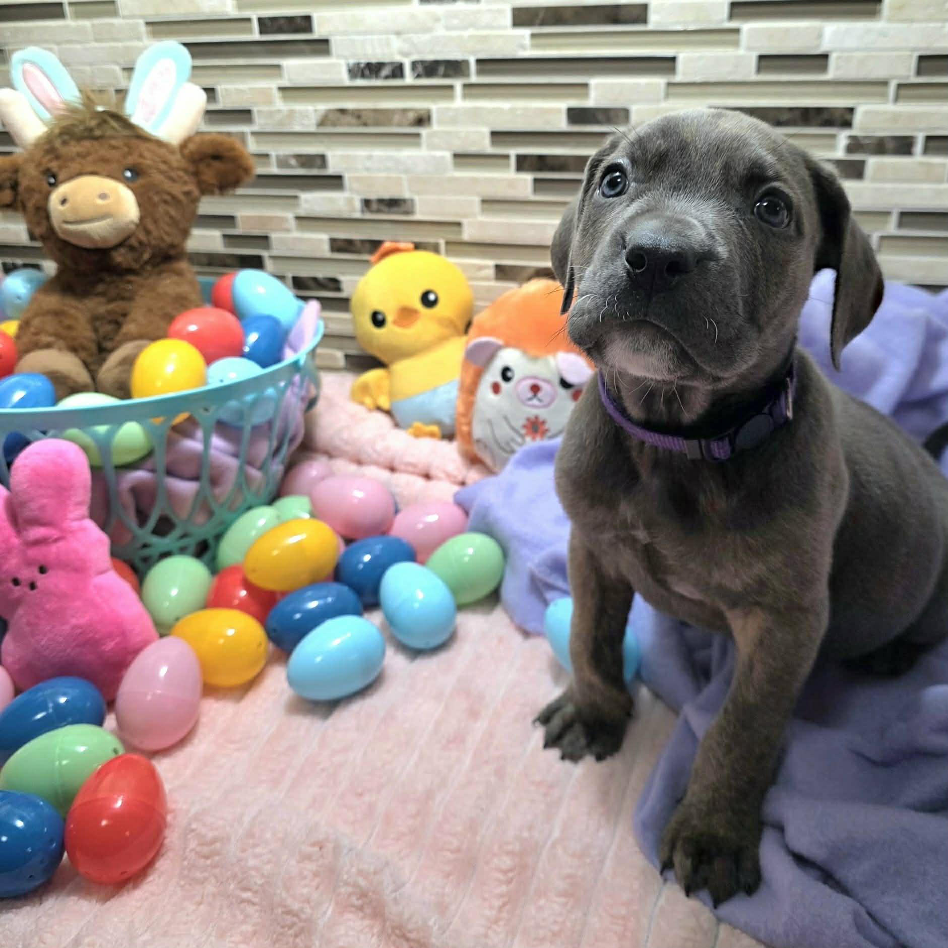 Enlarge Dante, a Adoptable mixed breed in Bryan, TX image 2/4