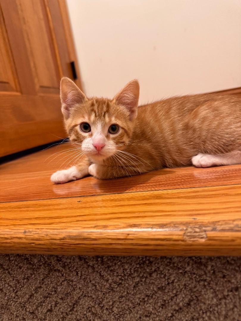 Enlarge Lindy, an adopted Domestic Short Hair in Mokena, IL image 3/3