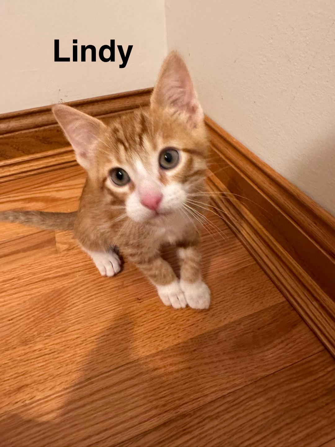 Lindy, adopted, Kitten Male Domestic Short Hair.