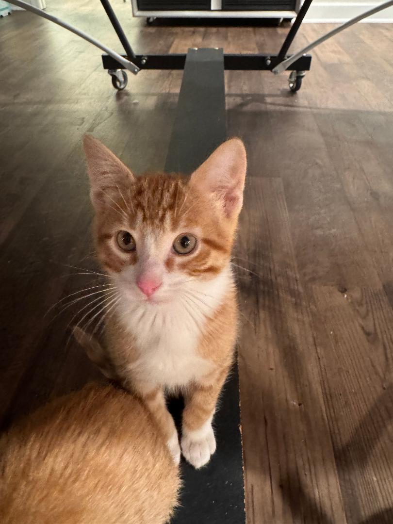 Enlarge Lindy, an adopted Domestic Short Hair in Mokena, IL image 2/3