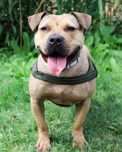 Bear, a Adoptable mixed breed in West Seneca, NY image 1/3