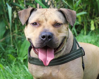 Bear, a Adoptable mixed breed in West Seneca, NY image 2/3