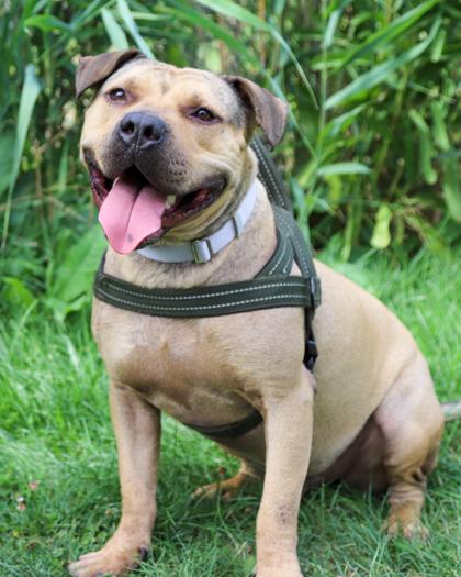 Bear, a Adoptable mixed breed in West Seneca, NY image 3/3