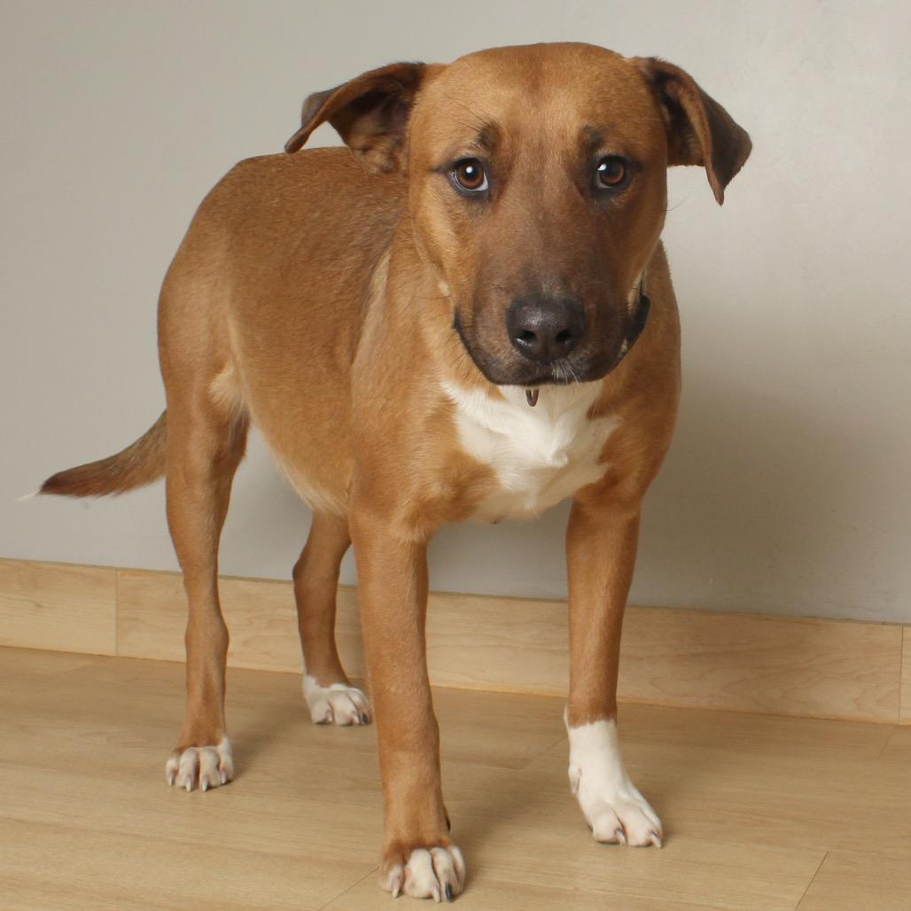Valentine D67720 (Sponsored), Adoptable, Adult Female Pit Bull Terrier.
