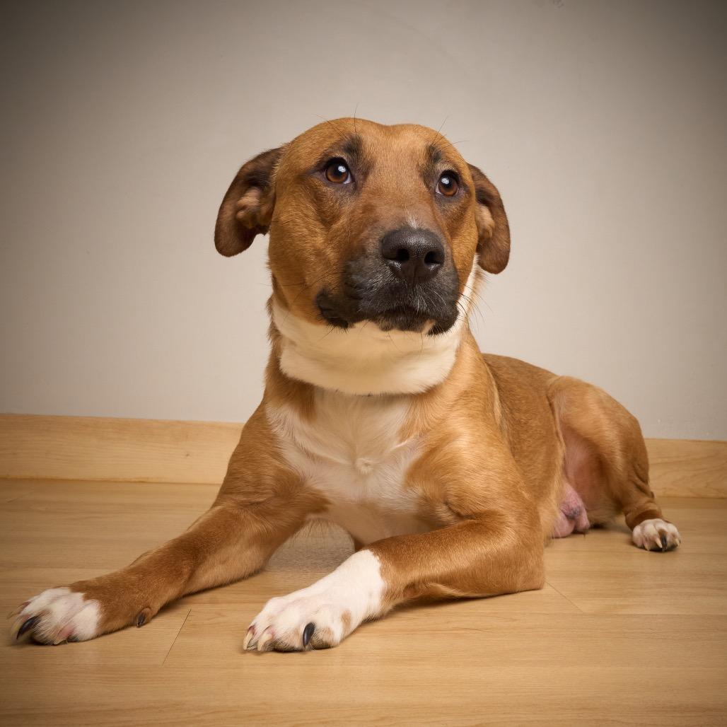 Enlarge Valentine D67720 (Sponsored), a Adoptable Pit Bull Terrier in Minnetonka, MN image 2/6