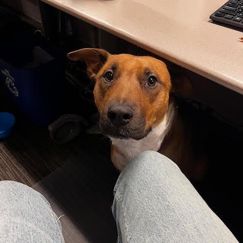 Enlarge Valentine D67720 (Sponsored), a Adoptable Pit Bull Terrier in Minnetonka, MN image 3/6