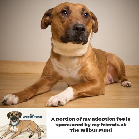 Enlarge Valentine D67720 (Sponsored), a Adoptable Pit Bull Terrier in Minnetonka, MN image 4/6