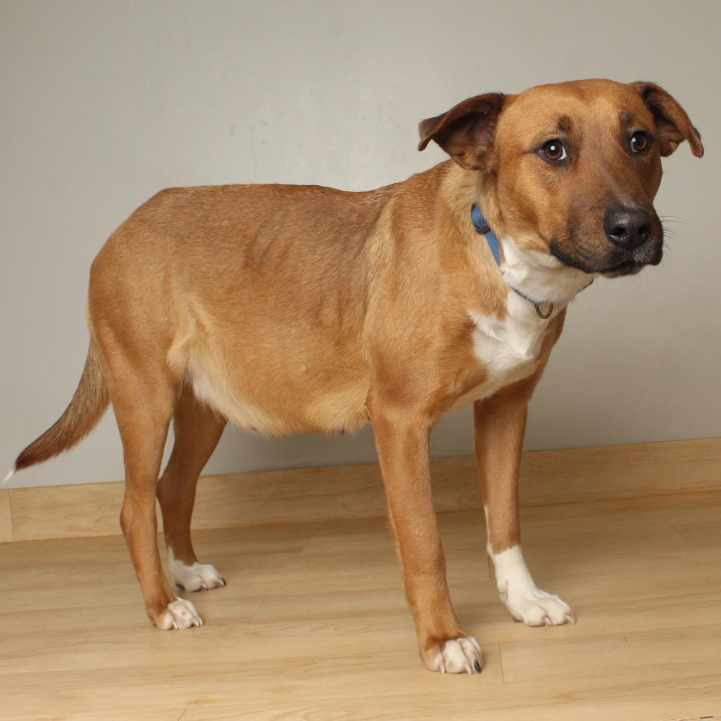 Enlarge Valentine D67720 (Sponsored), a Adoptable Pit Bull Terrier in Minnetonka, MN image 5/6