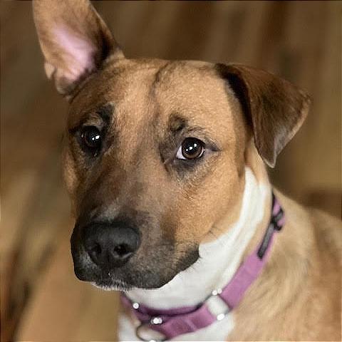 Enlarge Valentine D67720 (Sponsored), a Adoptable Pit Bull Terrier in Minnetonka, MN image 6/6