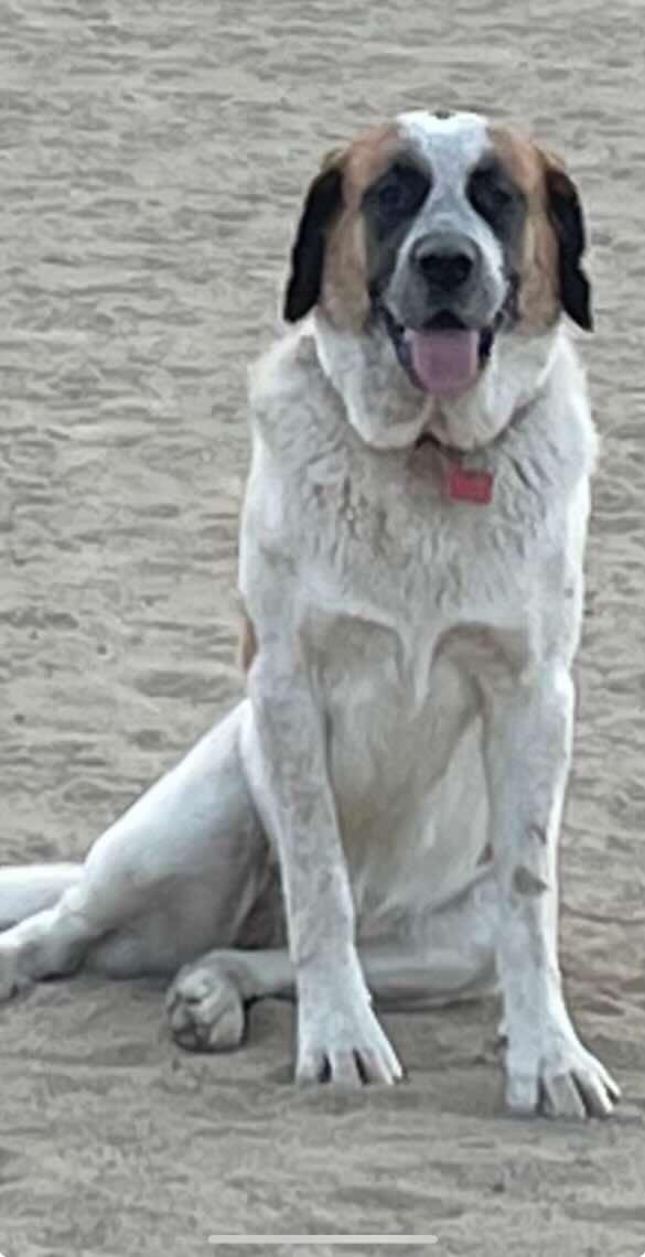 Enlarge Poppy, a Adoptable Saint Bernard in Bellflower, CA image 1/2