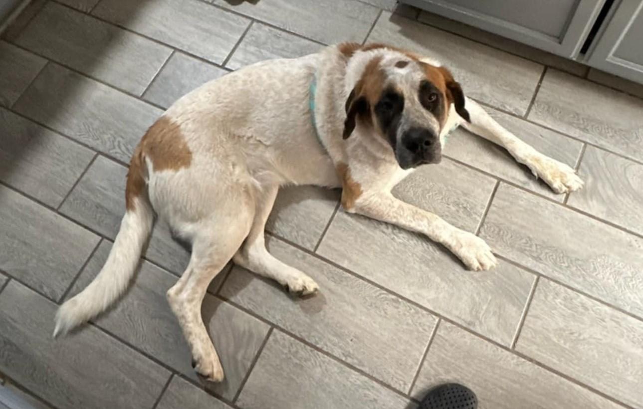 Poppy, Adoptable, Adult Female Saint Bernard.