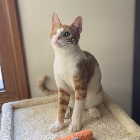 Enlarge Katakito- 1 eye, a Adoptable mixed breed in Brampton, ON image 1/5