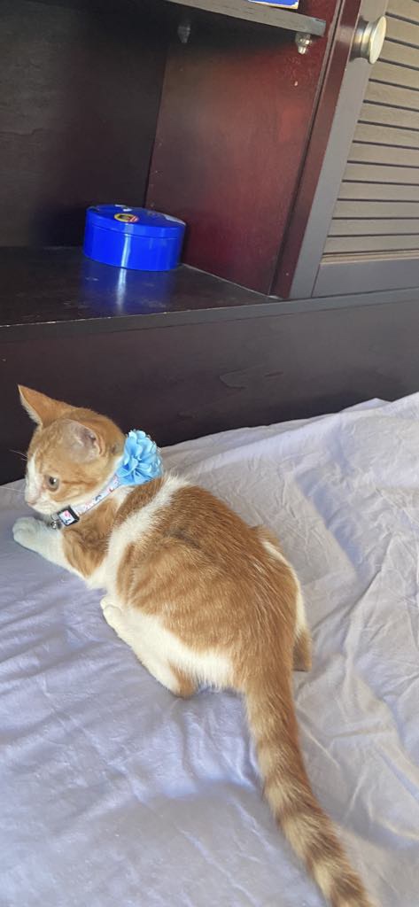 Enlarge Katakito- 1 eye, a Adoptable mixed breed in Brampton, ON image 5/5