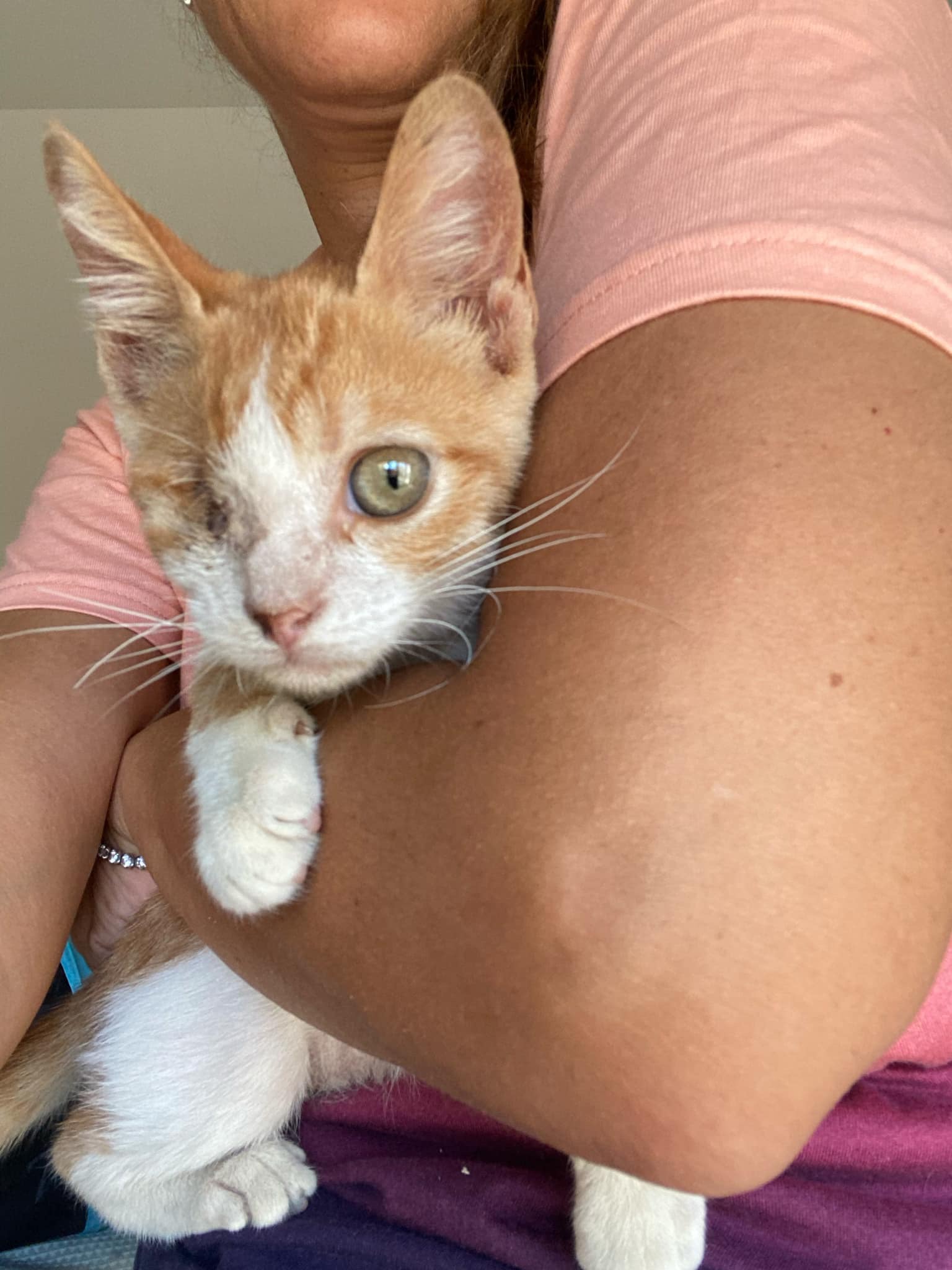 Enlarge Katakito- 1 eye, a Adoptable mixed breed in Brampton, ON image 4/5