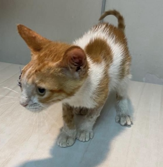 Enlarge Katakito- 1 eye, a Adoptable mixed breed in Brampton, ON image 2/5