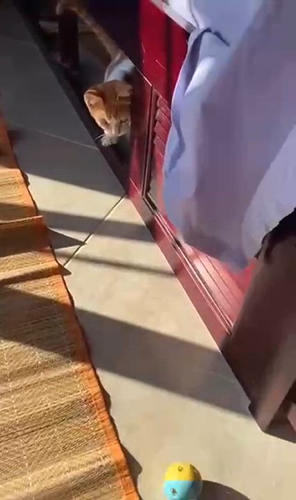 Enlarge Katakito- 1 eye, a Adoptable mixed breed in Brampton, ON video 3/5