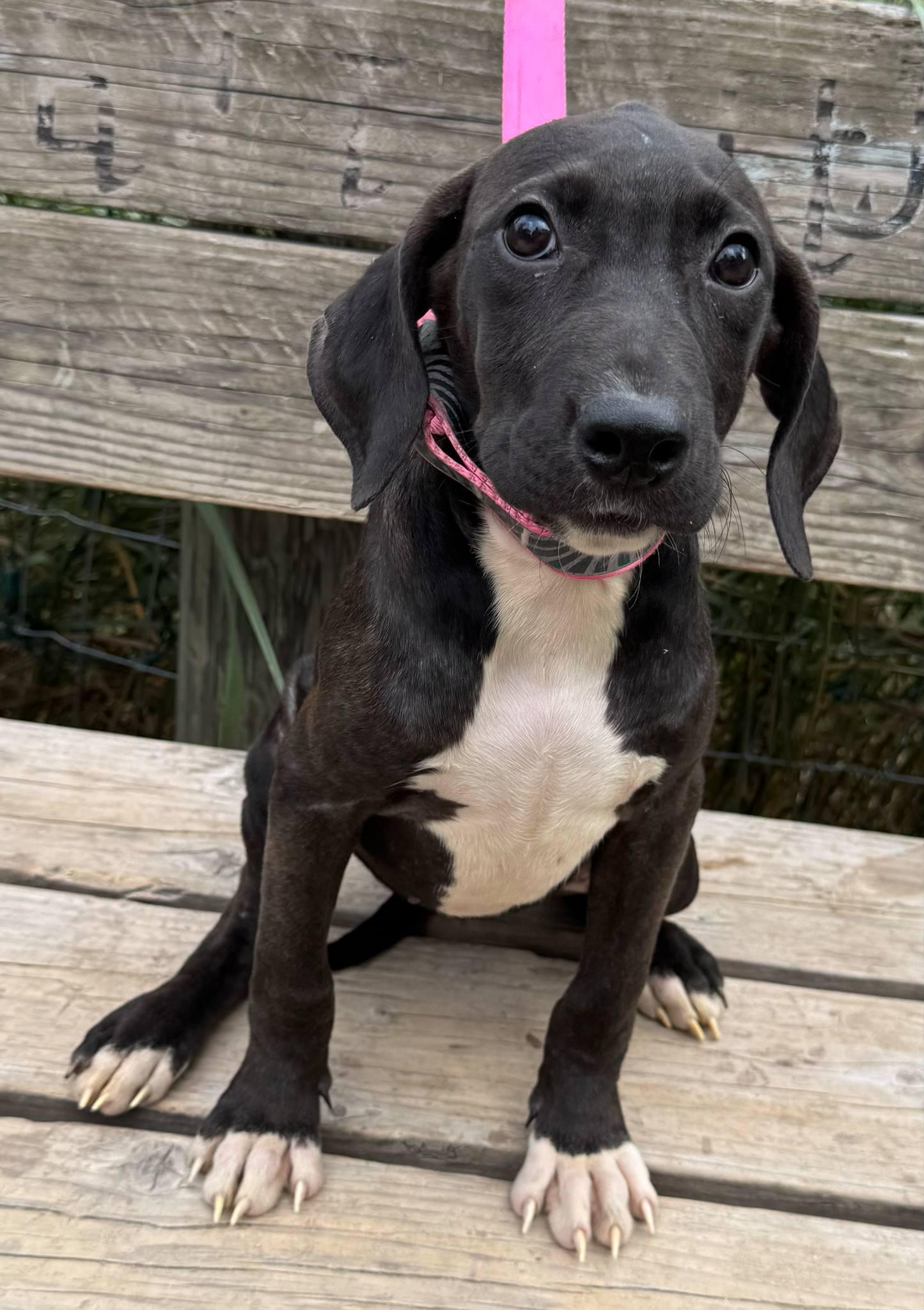 Coral, Adoptable, Puppy Female Weimaraner & Labradoodle.