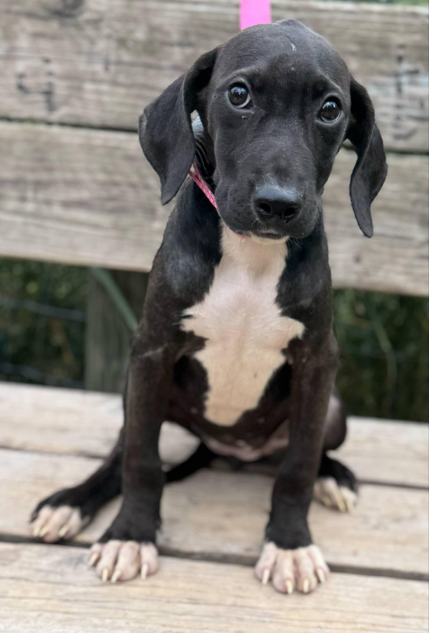 Coral, a Adoptable mixed breed in Parsippany, NJ image 2/4