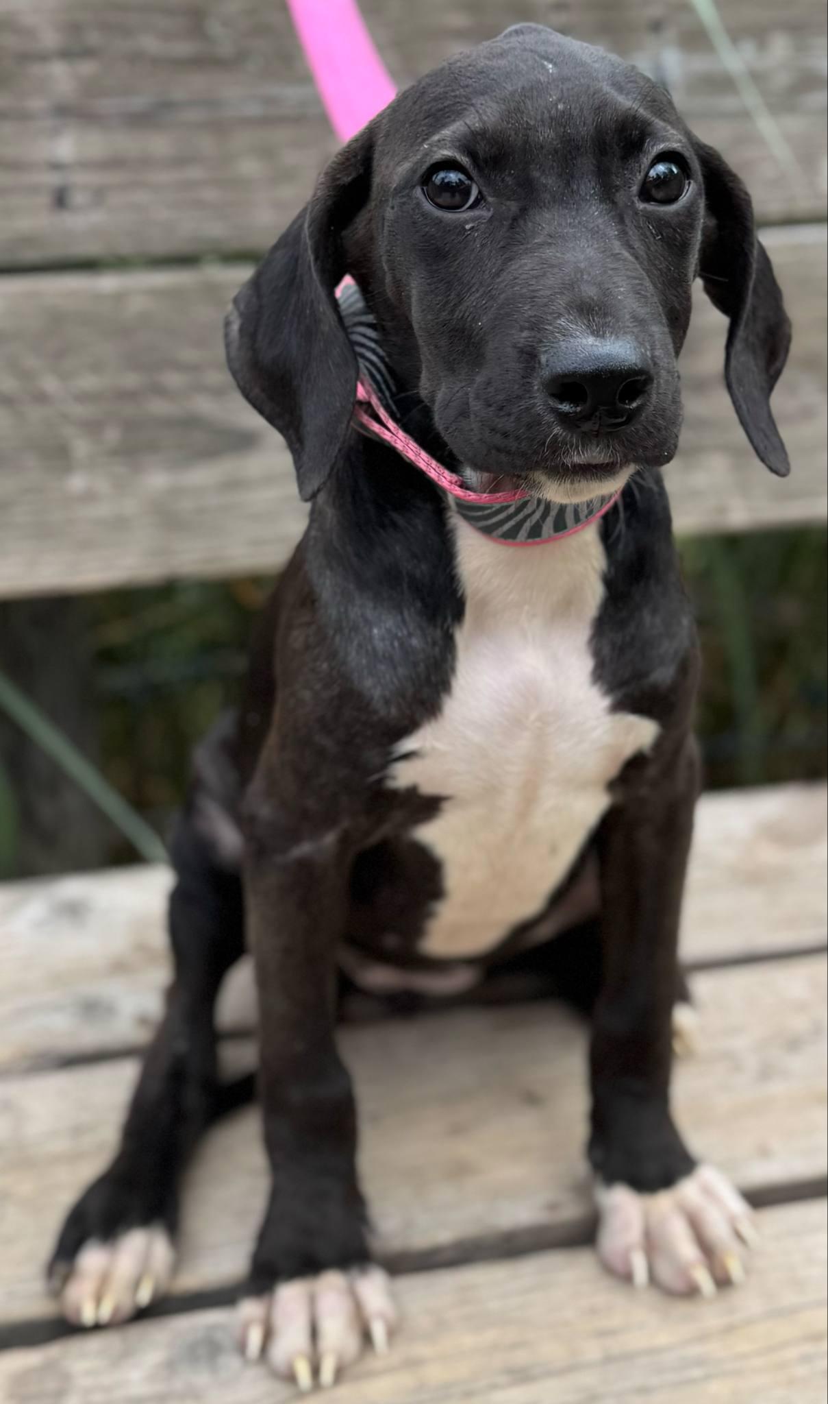 Coral, a Adoptable mixed breed in Parsippany, NJ image 3/4