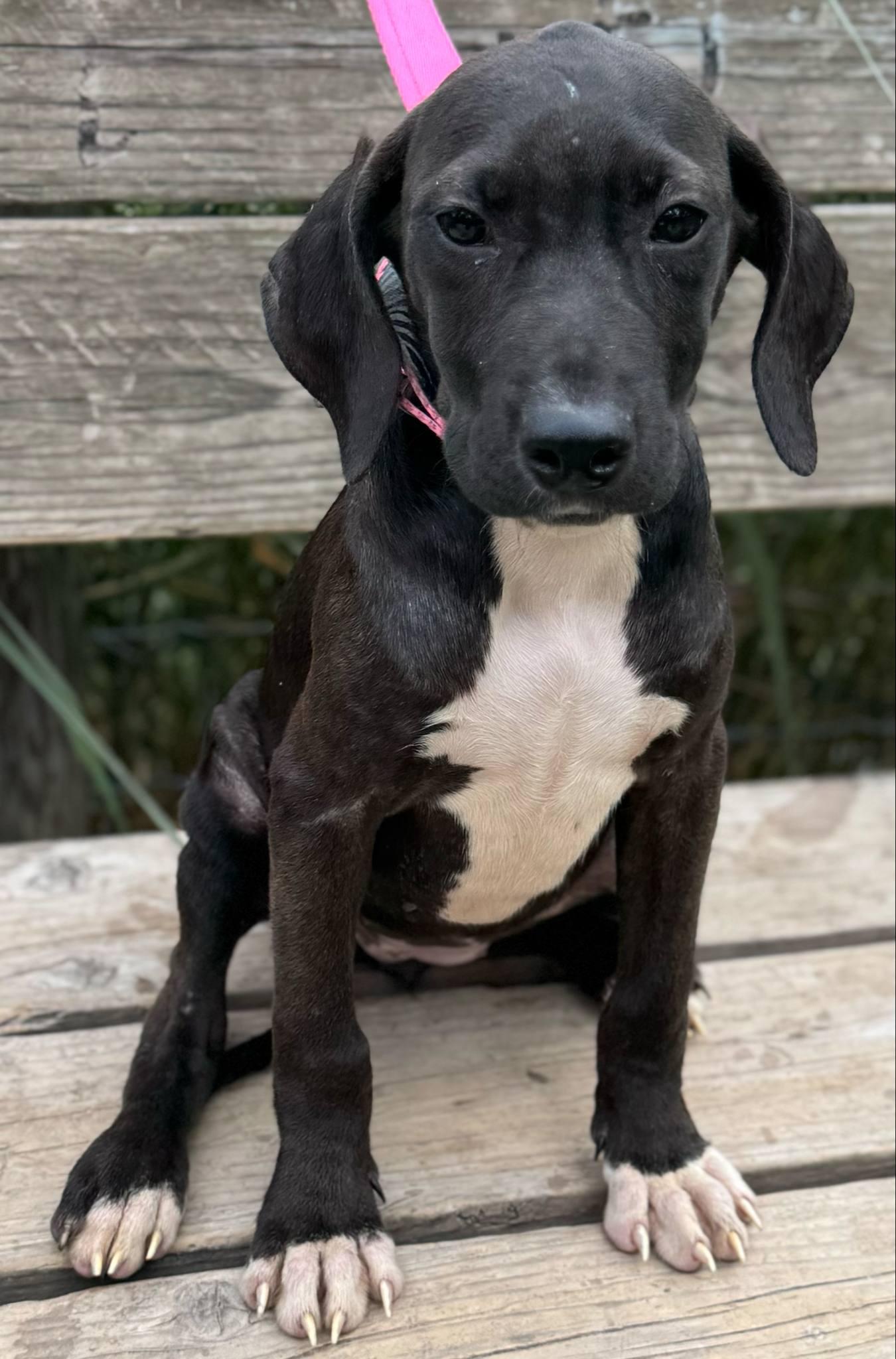 Coral, a Adoptable mixed breed in Parsippany, NJ image 4/4