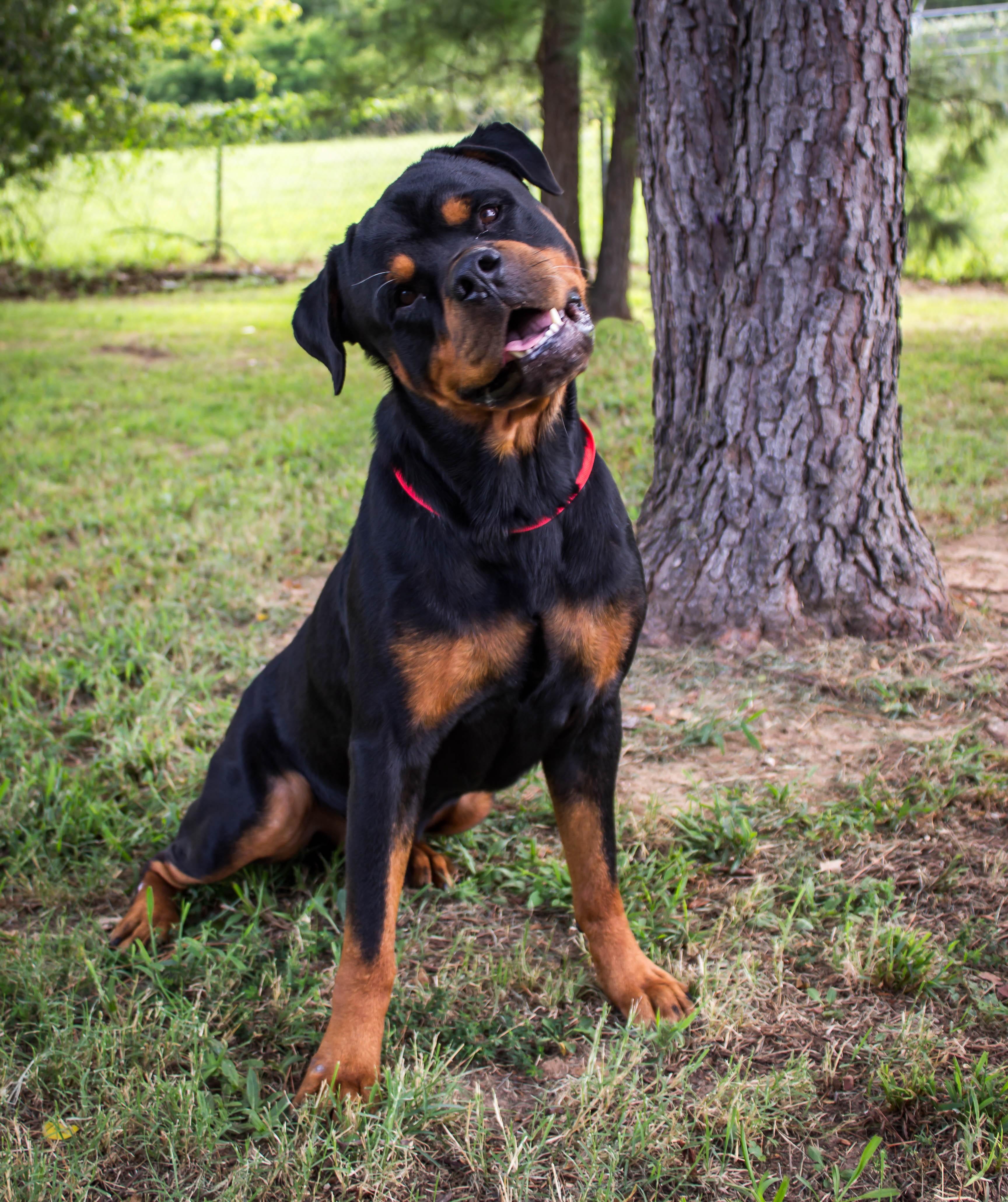 Ajax, adoptable, Adult Male Rottweiler.