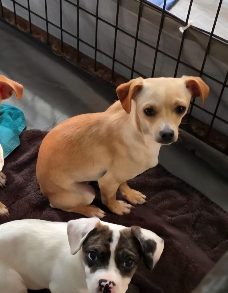 Sweeney, Adoptable, Young Male Chihuahua & Cairn Terrier.