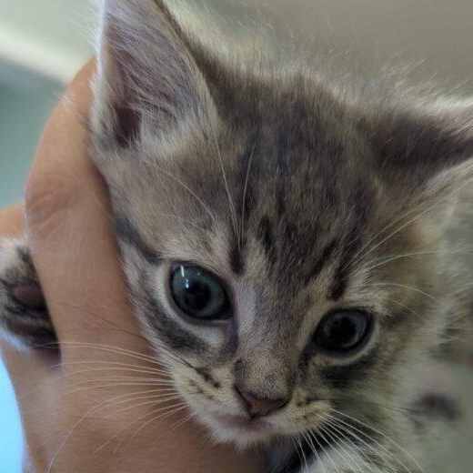 Enlarge Catastrophe, a Adoptable Domestic Short Hair in Morden, MB image 1/1