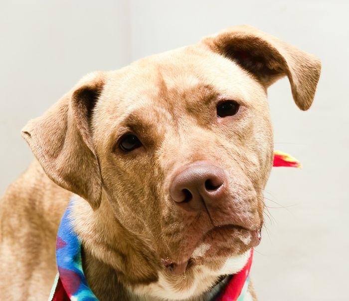 Rain, Young Female Terrier