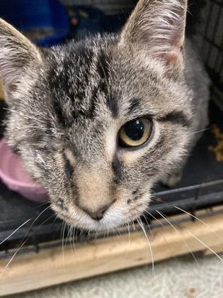 Sailor — thumbnail 2