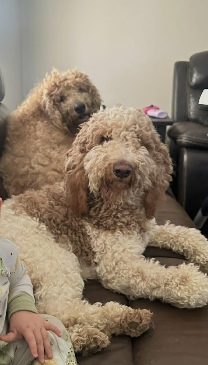 Kali and Jose , ADOPTABLE, Adult Female Goldendoodle.