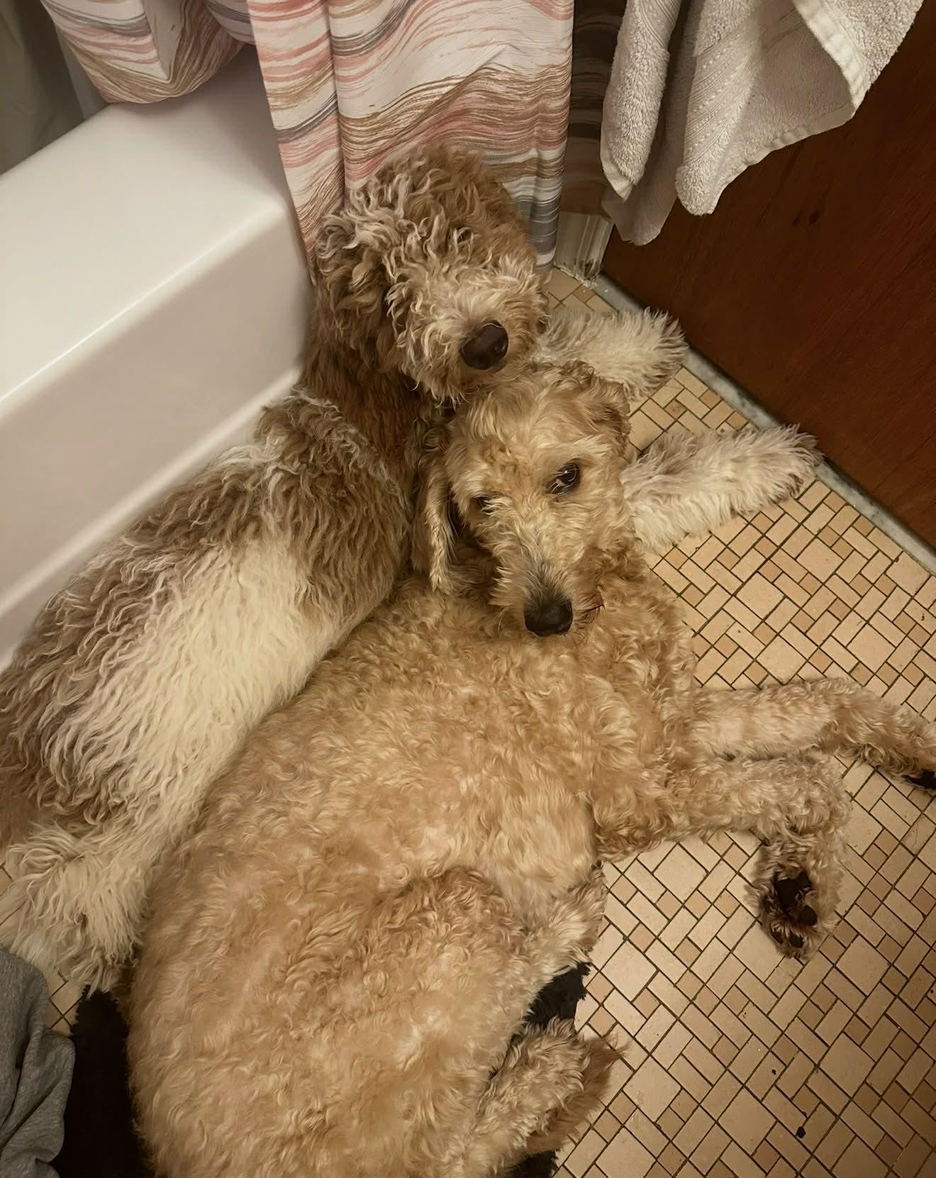 Kali and Jose , a ADOPTABLE mixed breed in Maple Glen, PA image 3/6