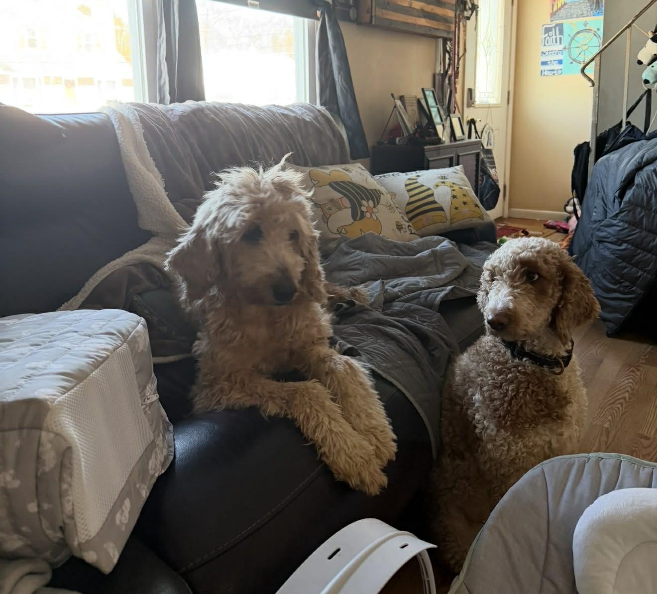 Kali and Jose , a ADOPTABLE mixed breed in Maple Glen, PA image 6/6